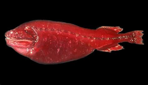 whale fish|The Whalefish Mystery .